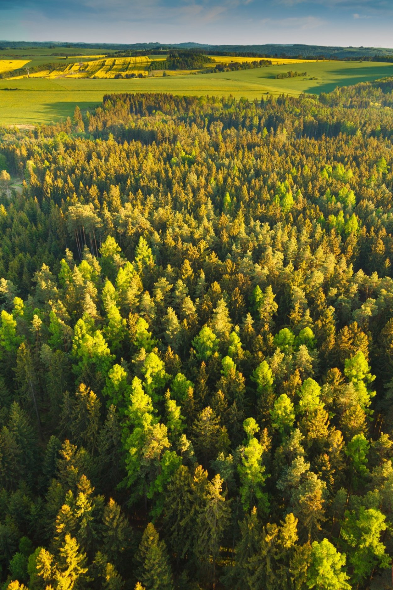 Лес с высоты птичьего полете
