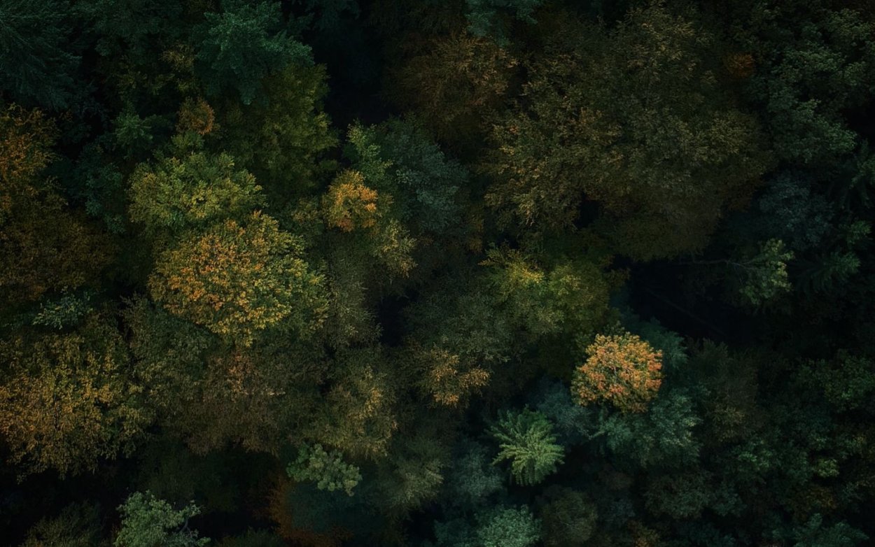 Темный лес вид сверху
