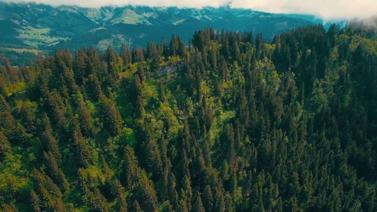 Лес с птичьего полета