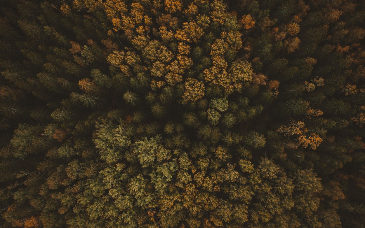 Осень лес вид сверху