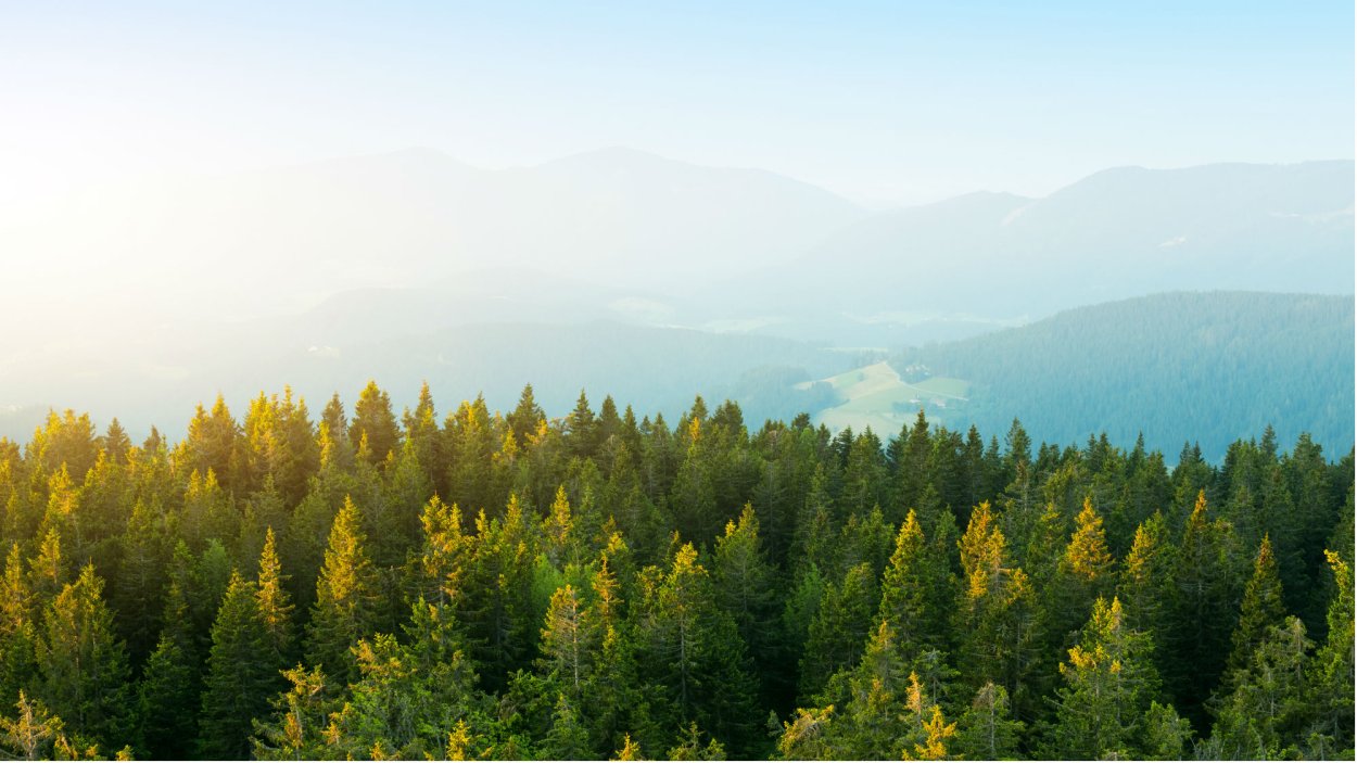 Верхушки деревьев