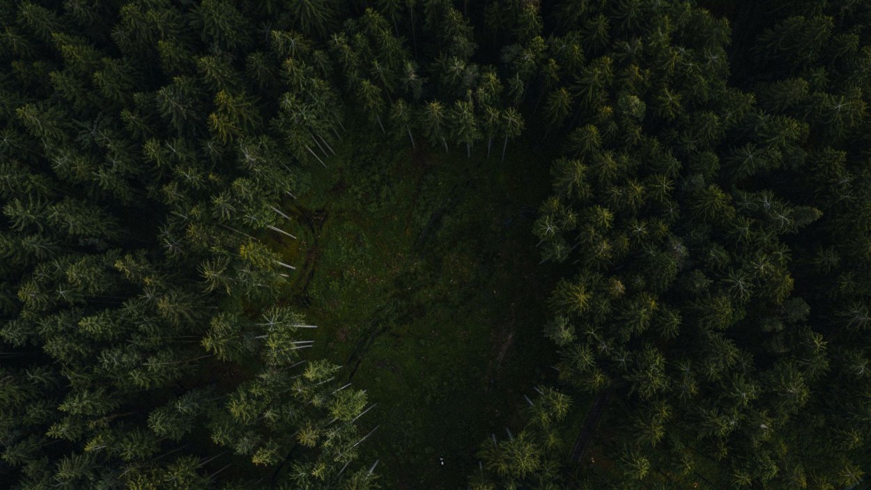 Темный лес вид сверху