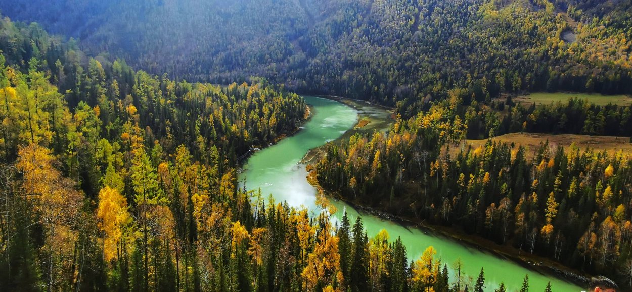 Лес с высоты птичьего полета