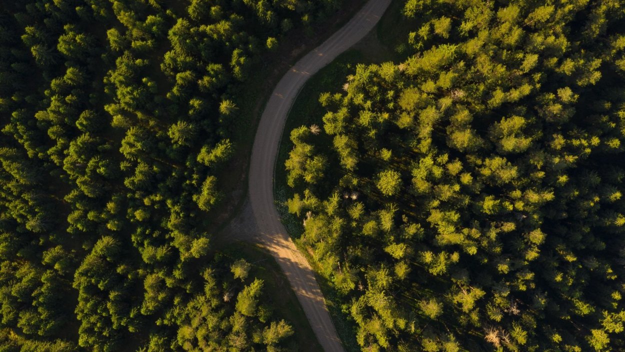 Лес с дорогой вид сверх