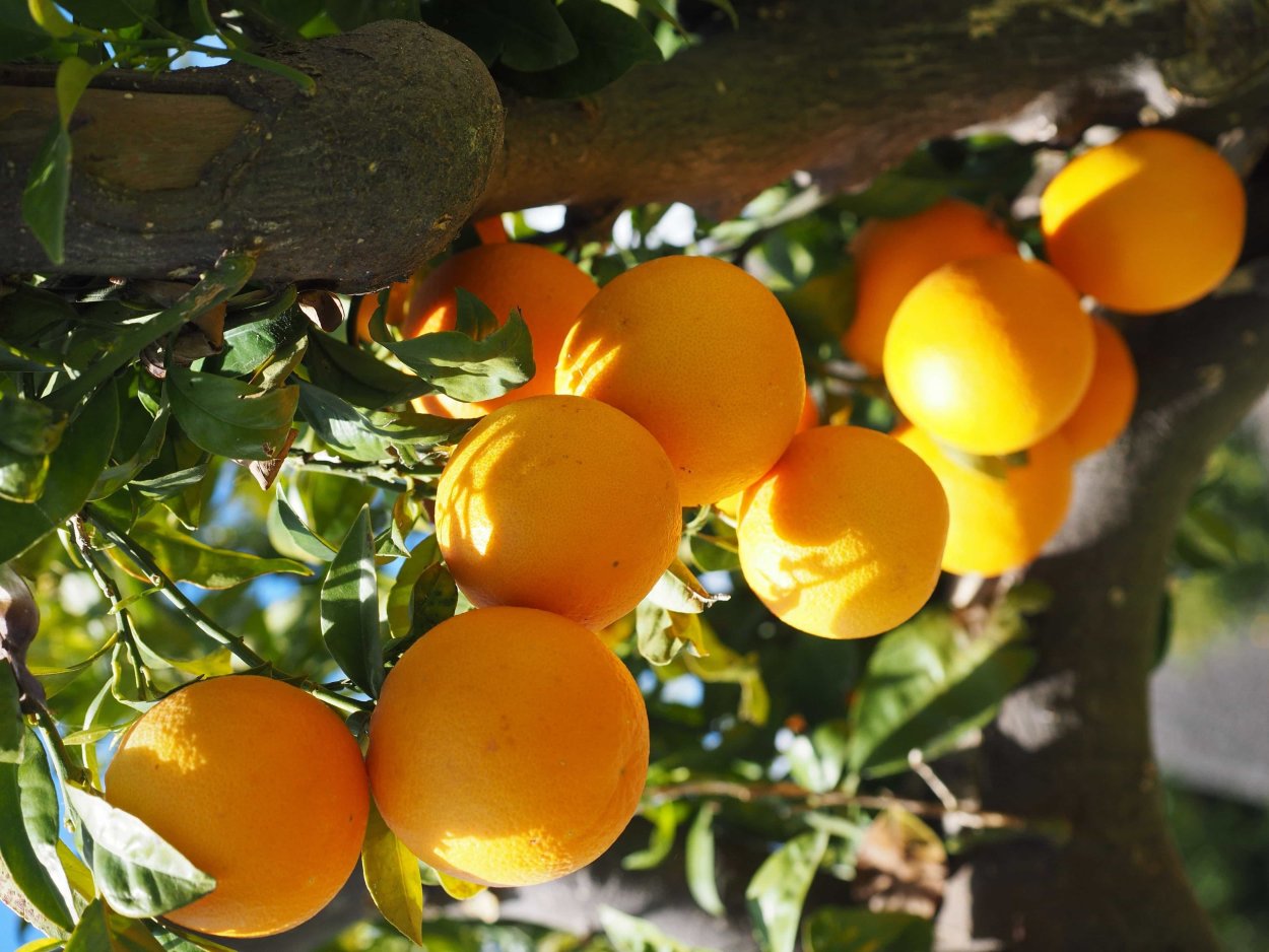 Мандарины Хорватия