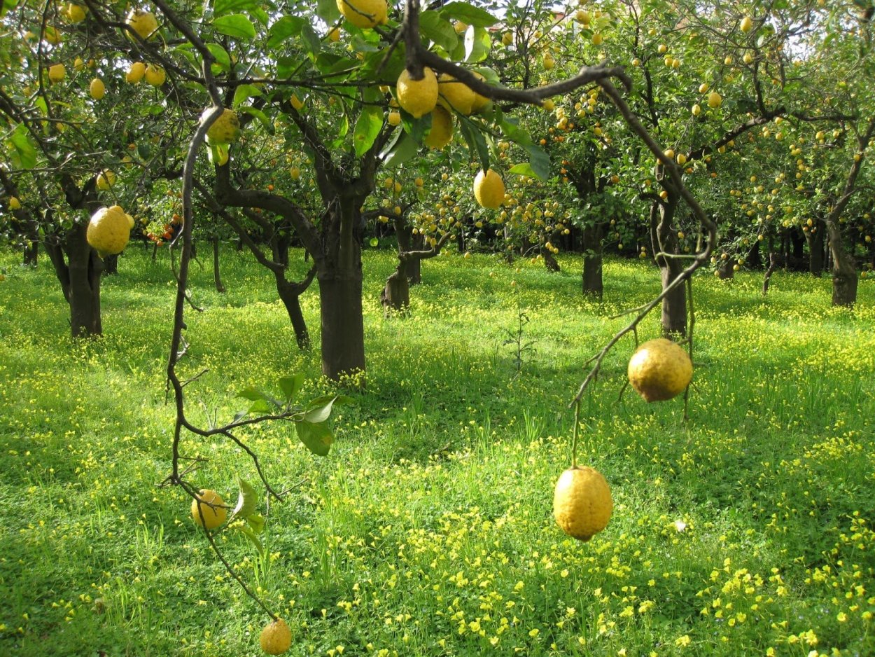 Сады Абхазии лимонные