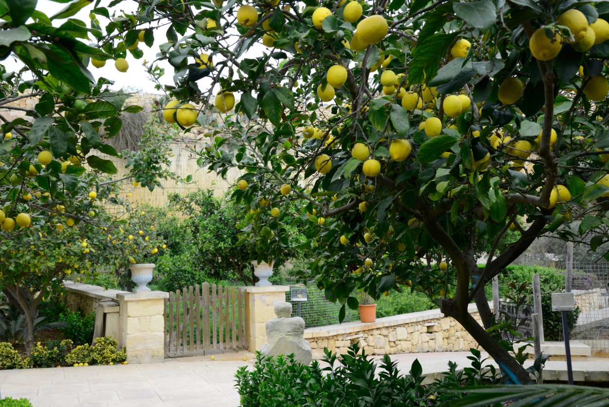 Lemon Tree (лимонное дерево)