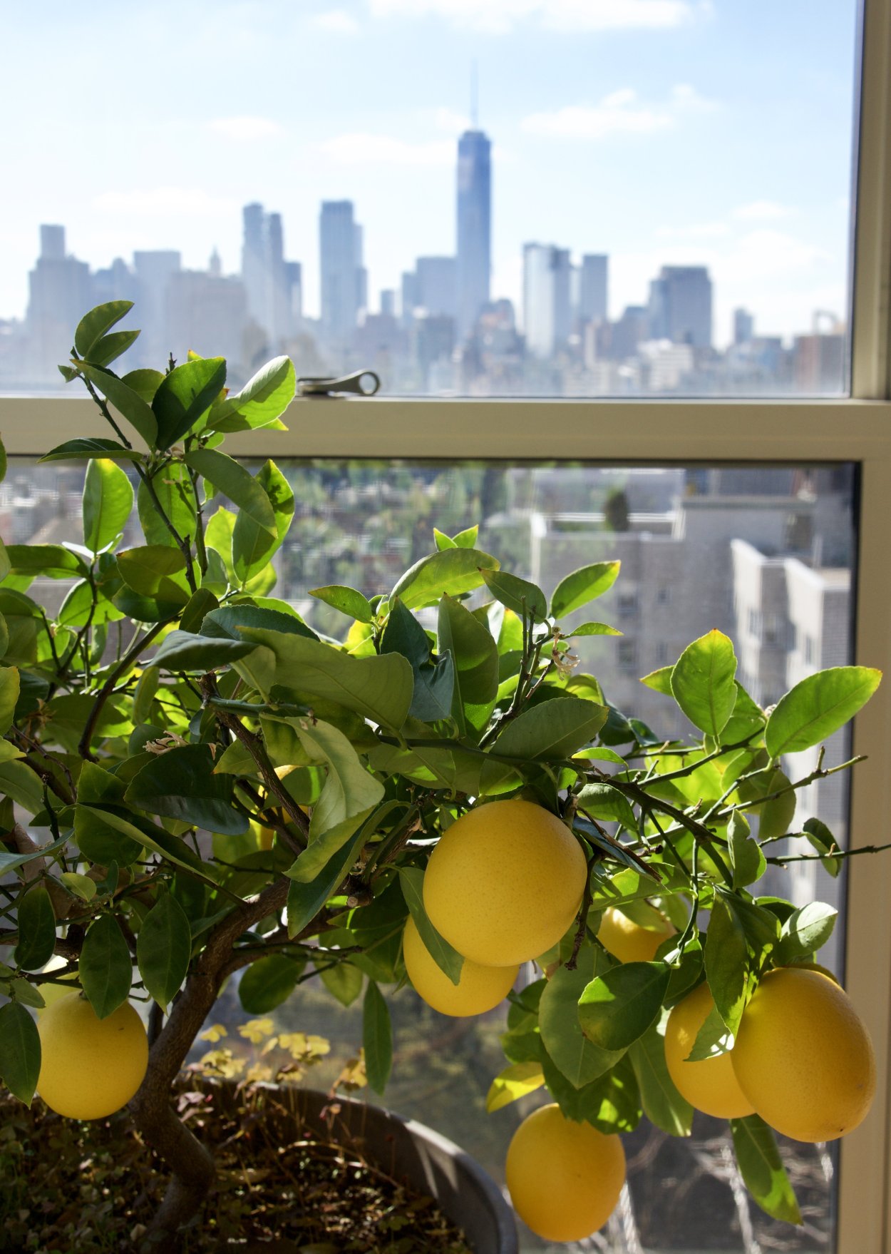 Лимонное дерево ОАЭ