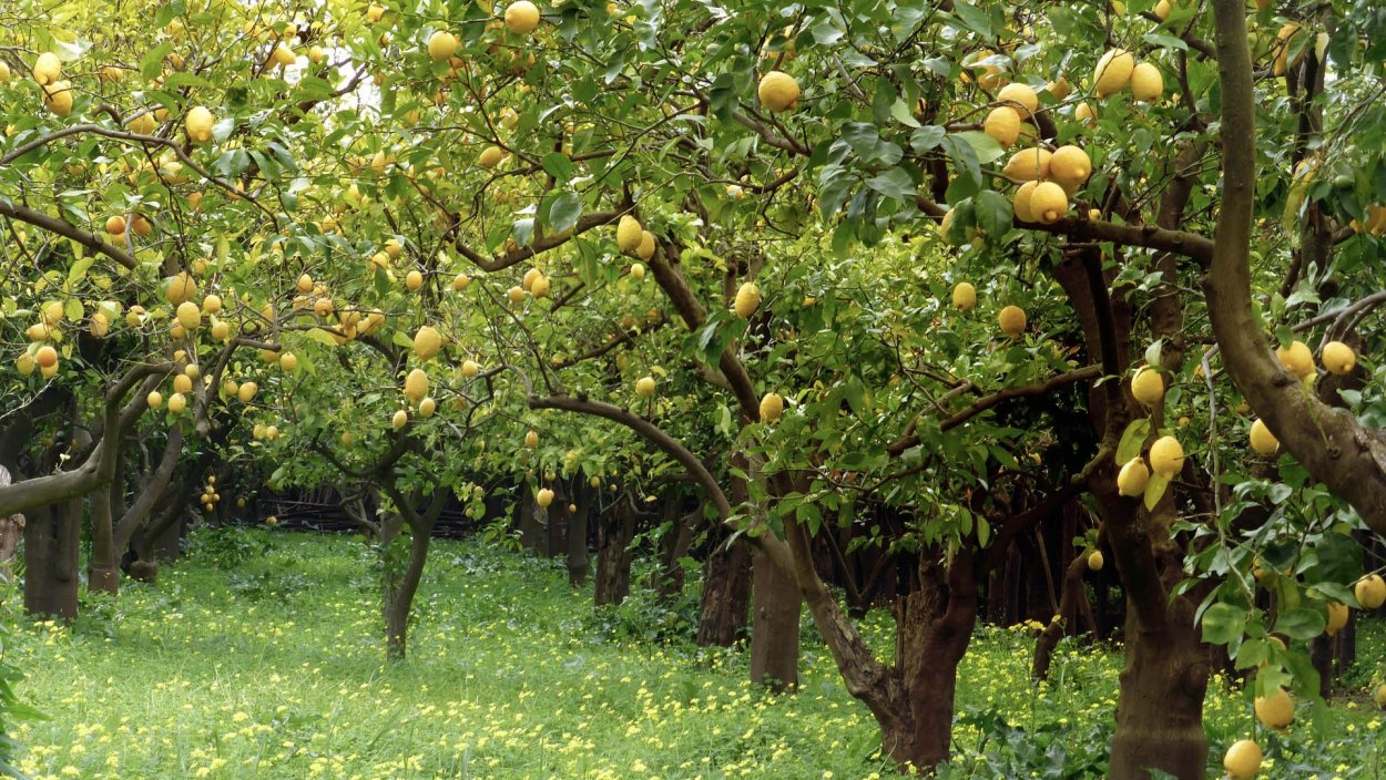 Лимон дарахти