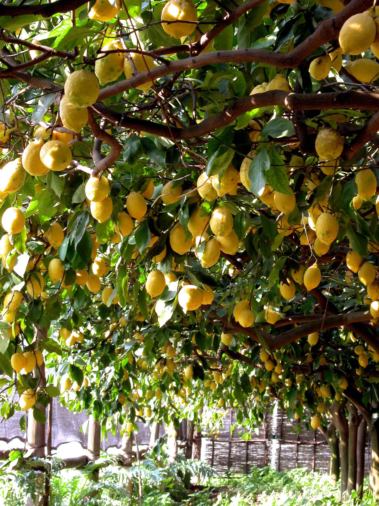 Сорренто лимонные деревья
