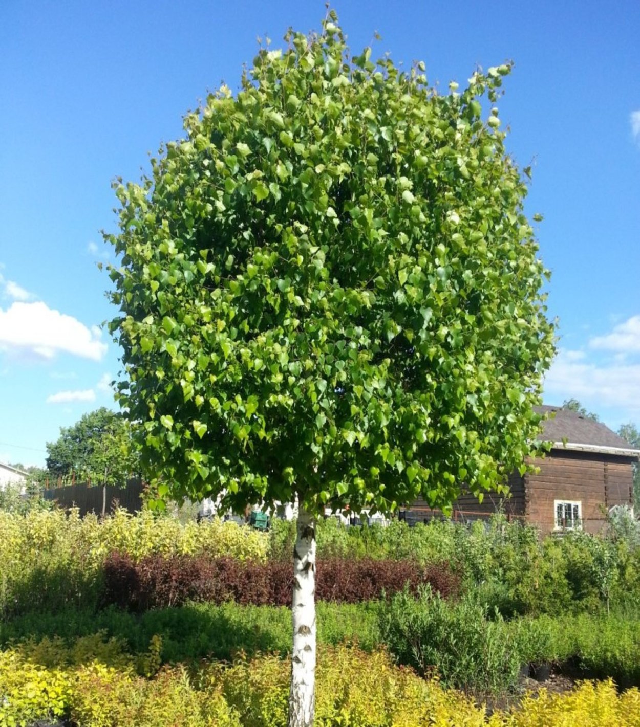 Береза повислая саженцы