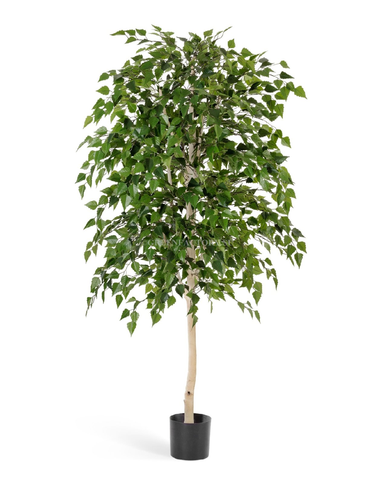 Фикус френч Лиана де Люкс