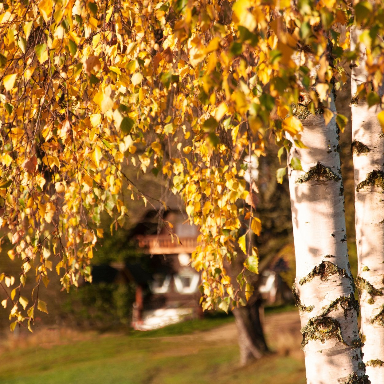 Береза осень с храмом