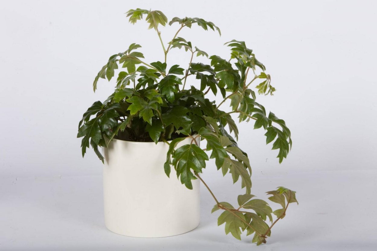 Роициссус ромбический