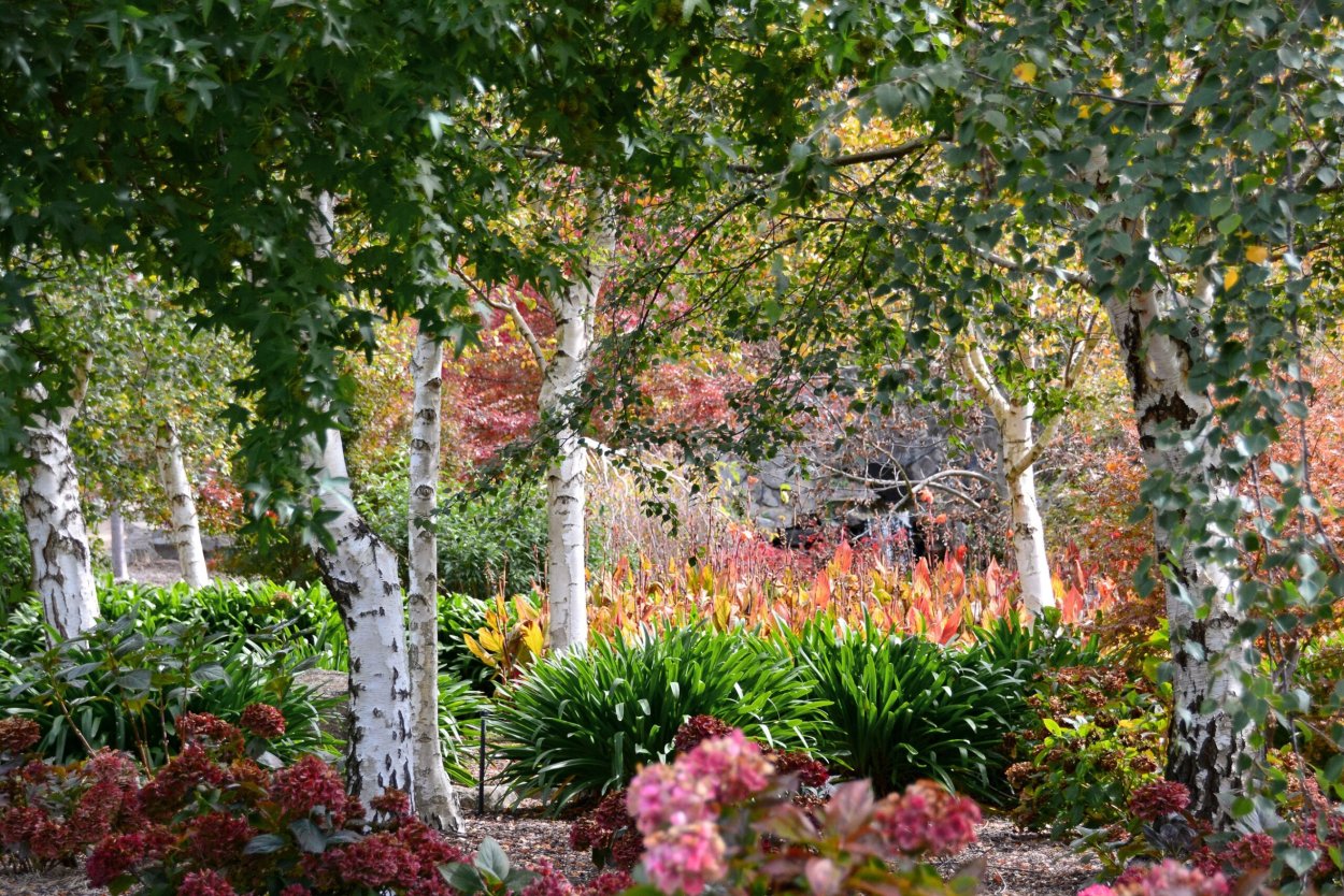 Березовая аллея ландшафт