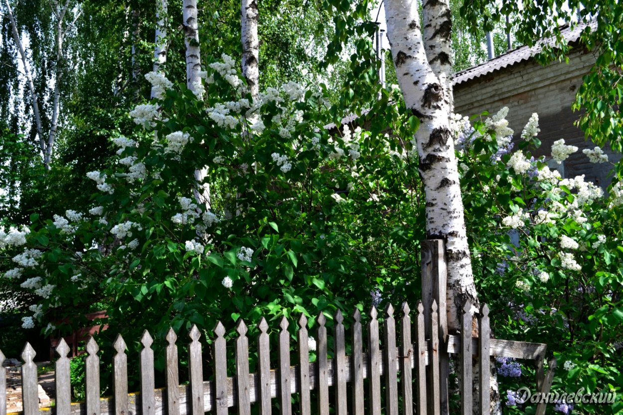 Распускается береза цветет черемуха