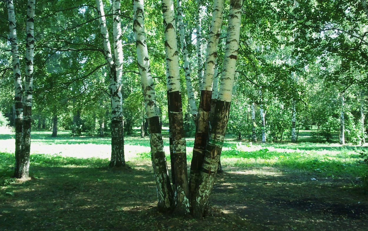 Лес березы с озерцом