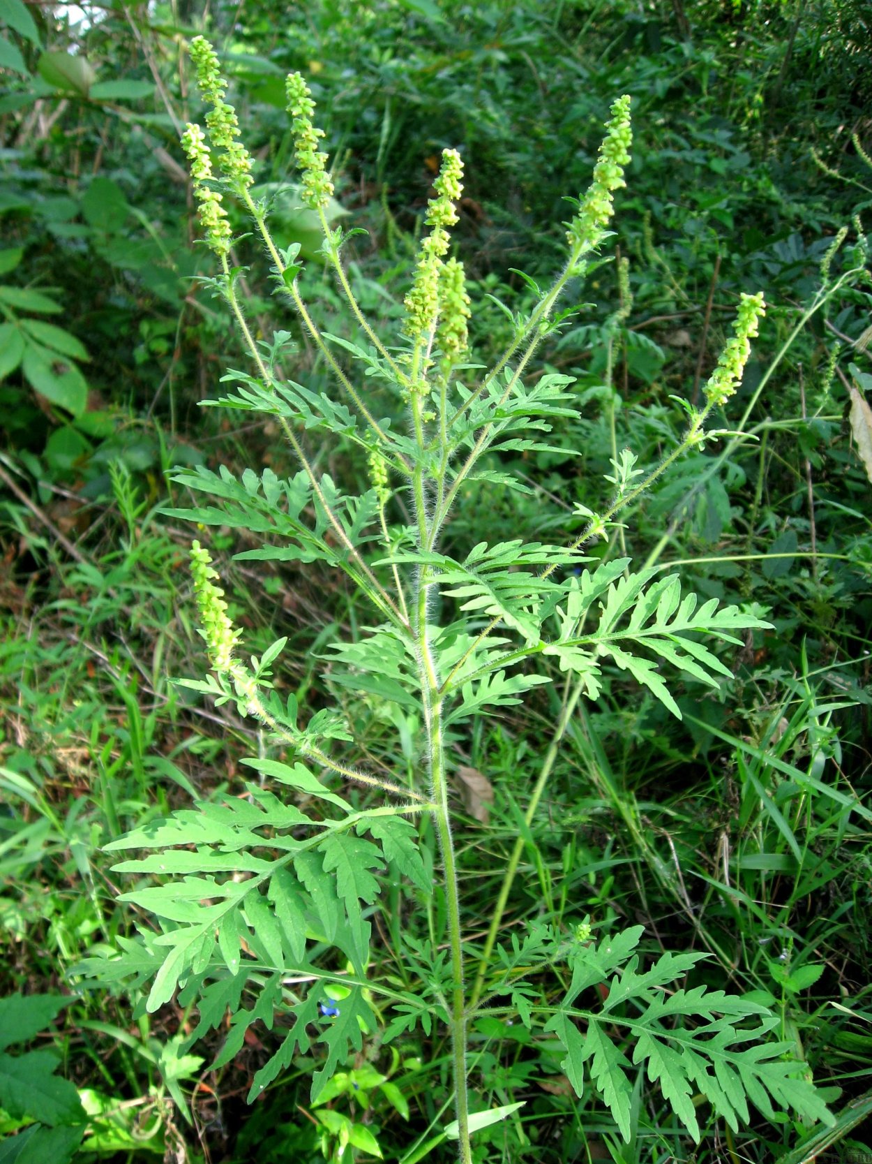 Амброзия трехраздельная