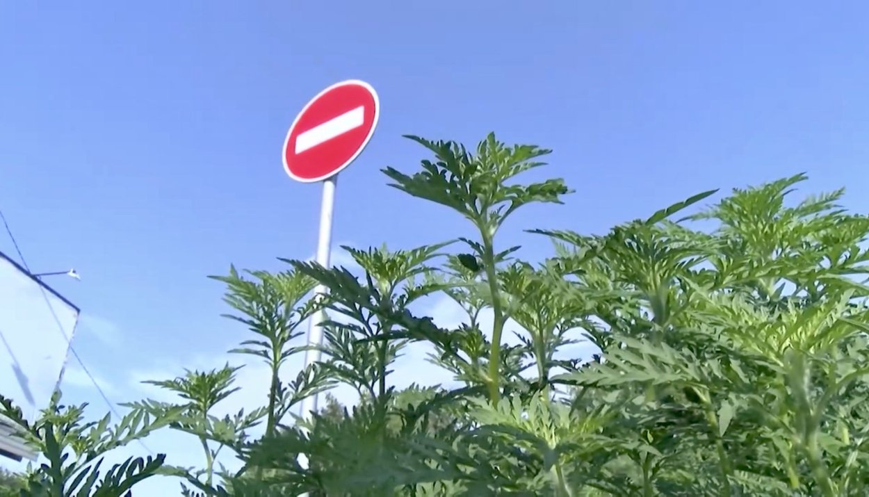 Амброзия сорняк