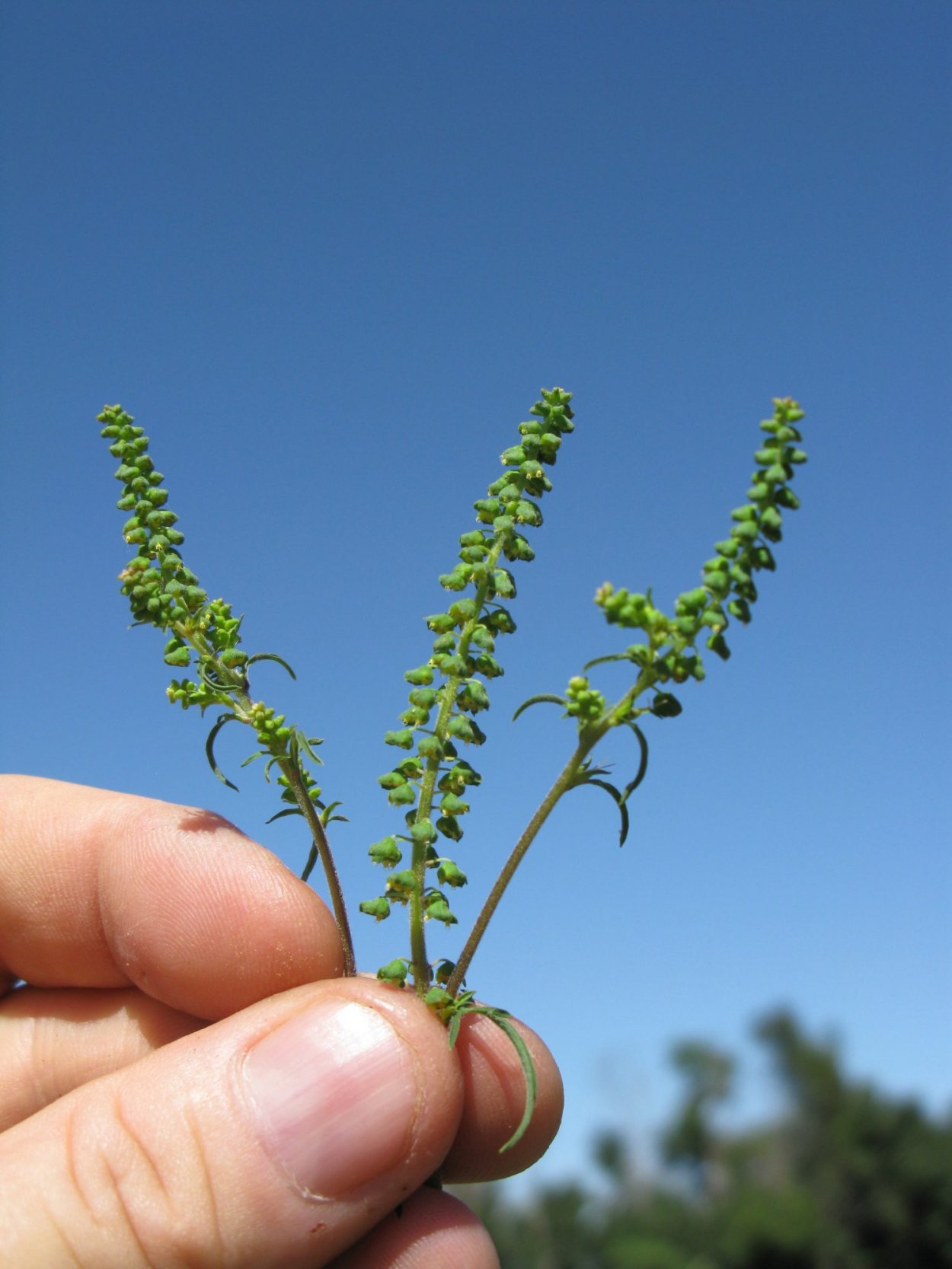 Амброзия полынолистна
