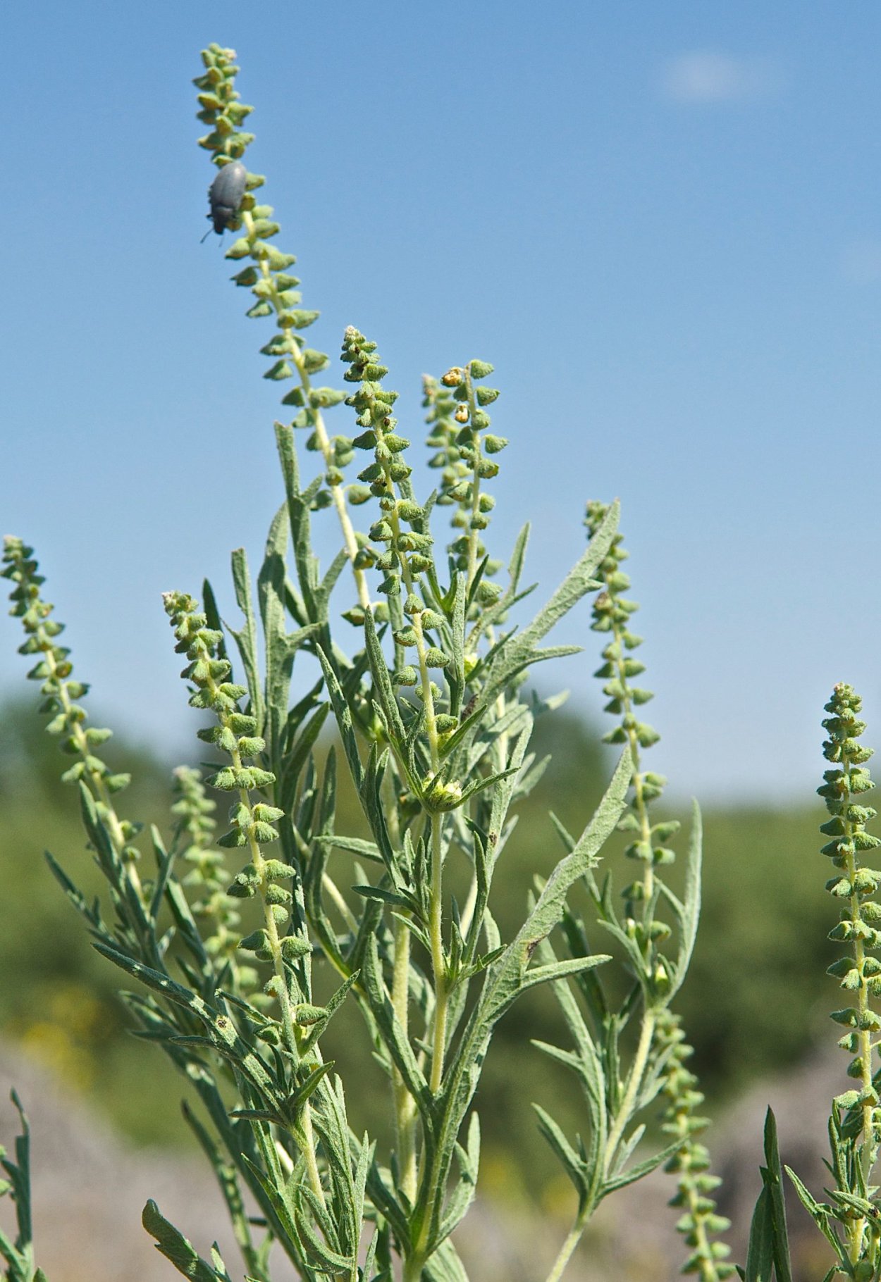 Полынь амброзия