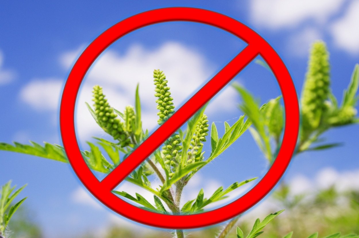 Амброзия полыннолистная