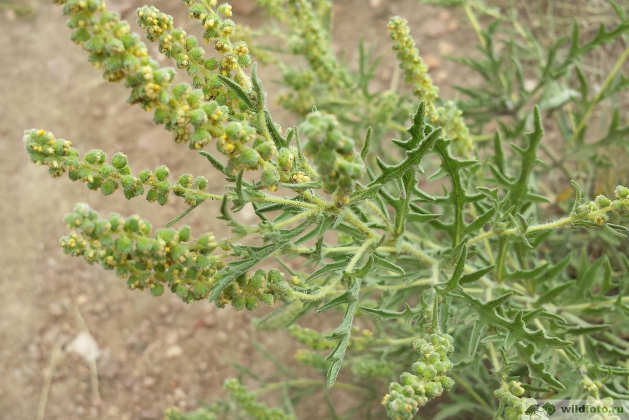 Амброзия многолетняя