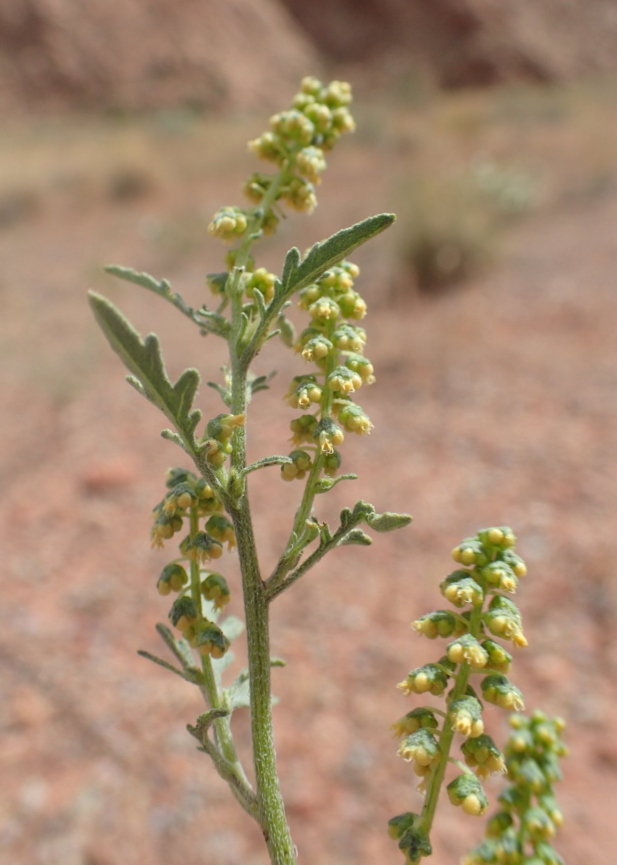 Амброзия Альпийская