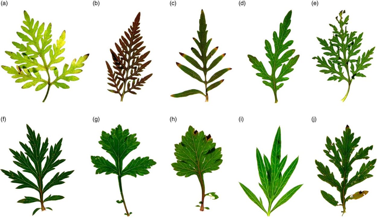 Амброзия растение аллергия