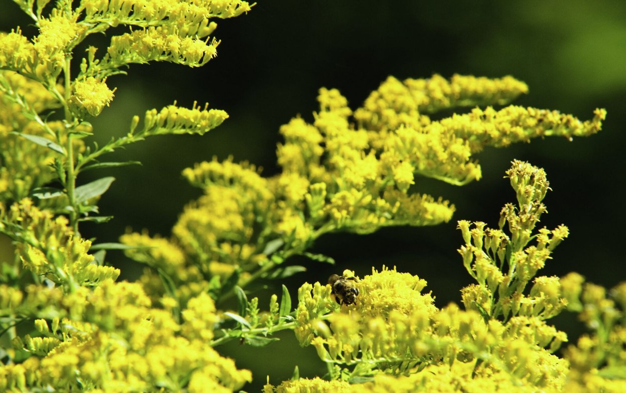 Золотарник Абхазия