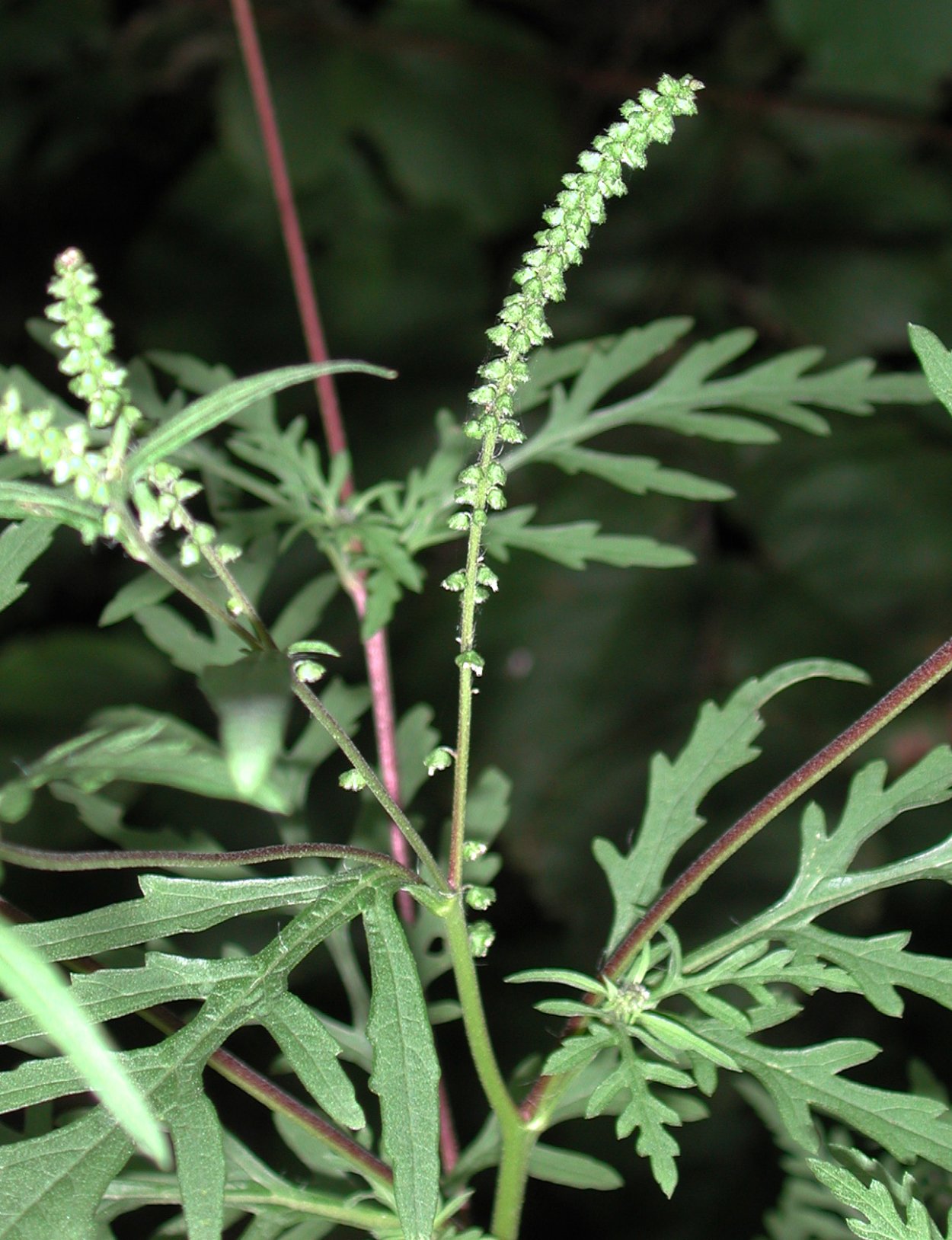 Амброзия полыннолистная