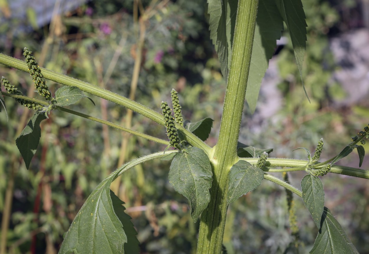 Растение prognoz trifida