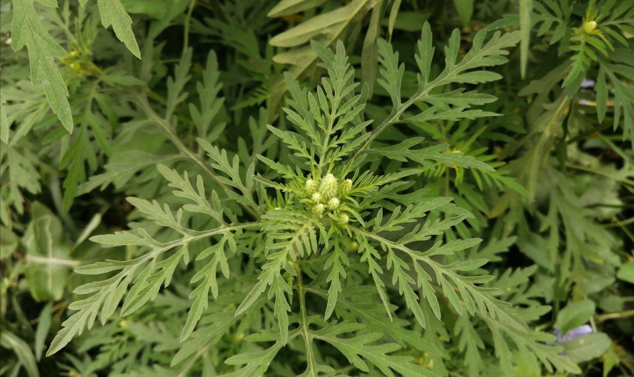 Цветущая амброзия