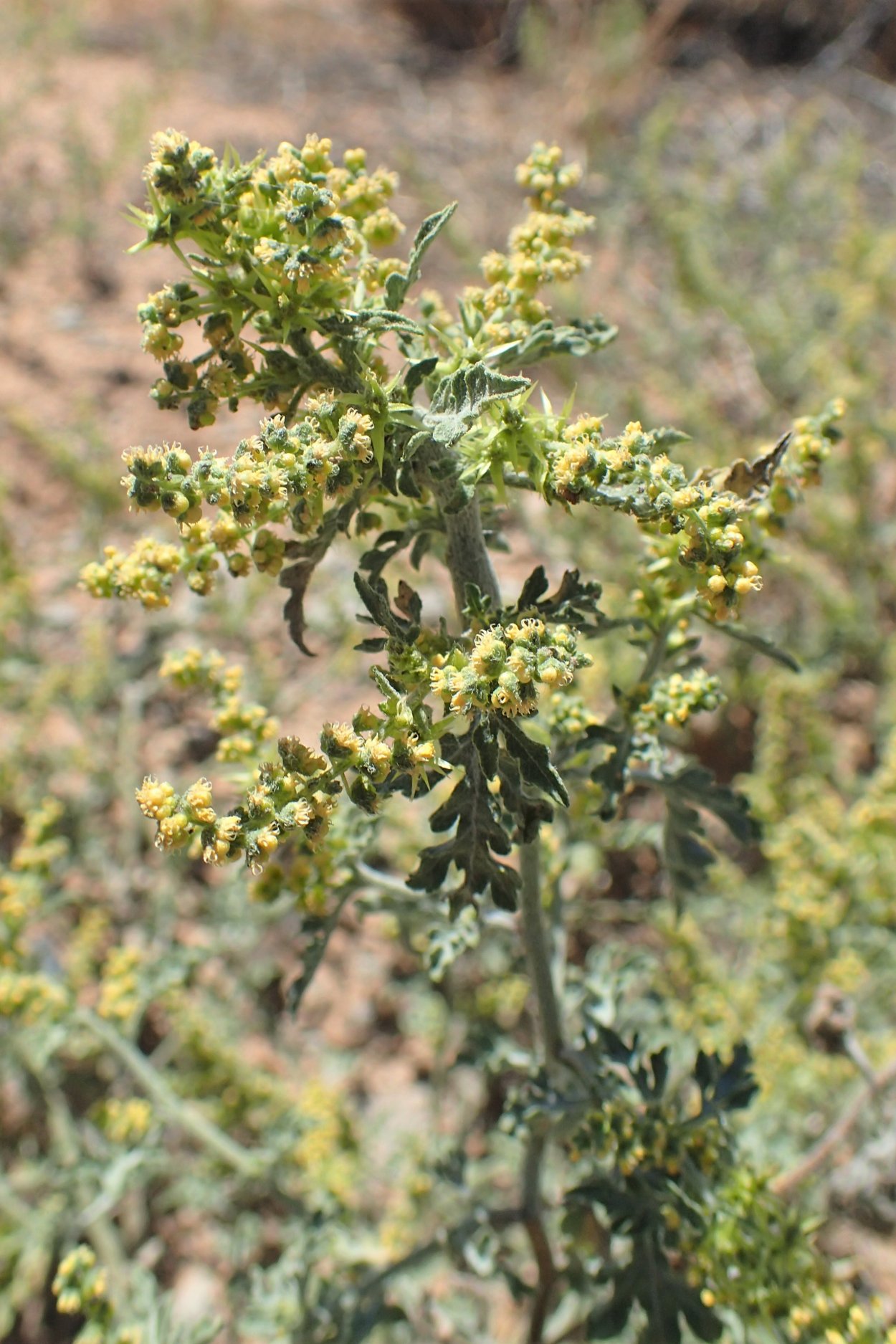 Амброзия Греция