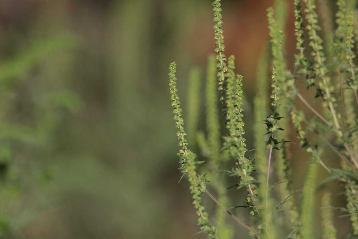 Ambrosia artemisiifolia Linnaeus