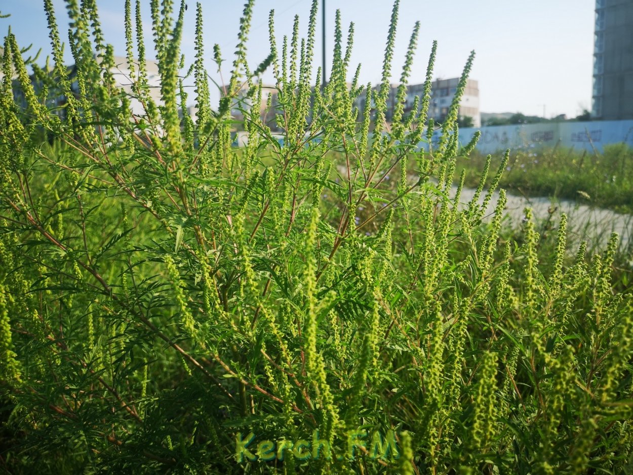 Амброзия высокая полыннолистная