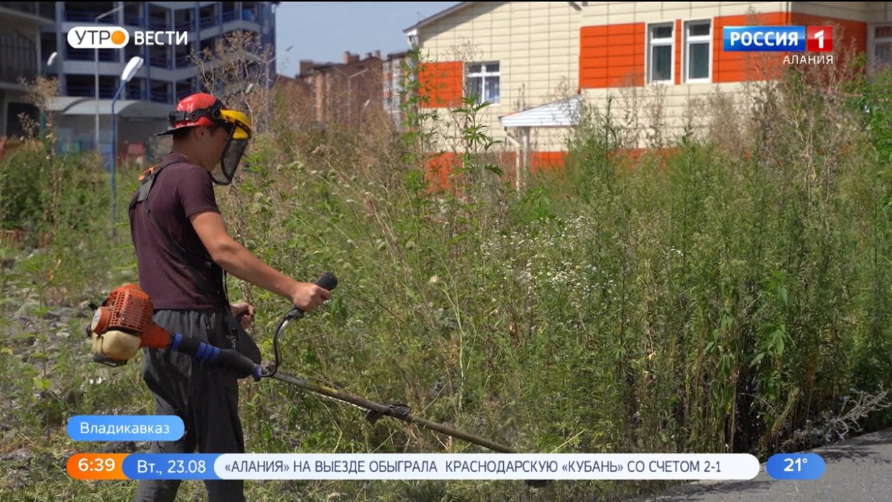 Амброзия цветение