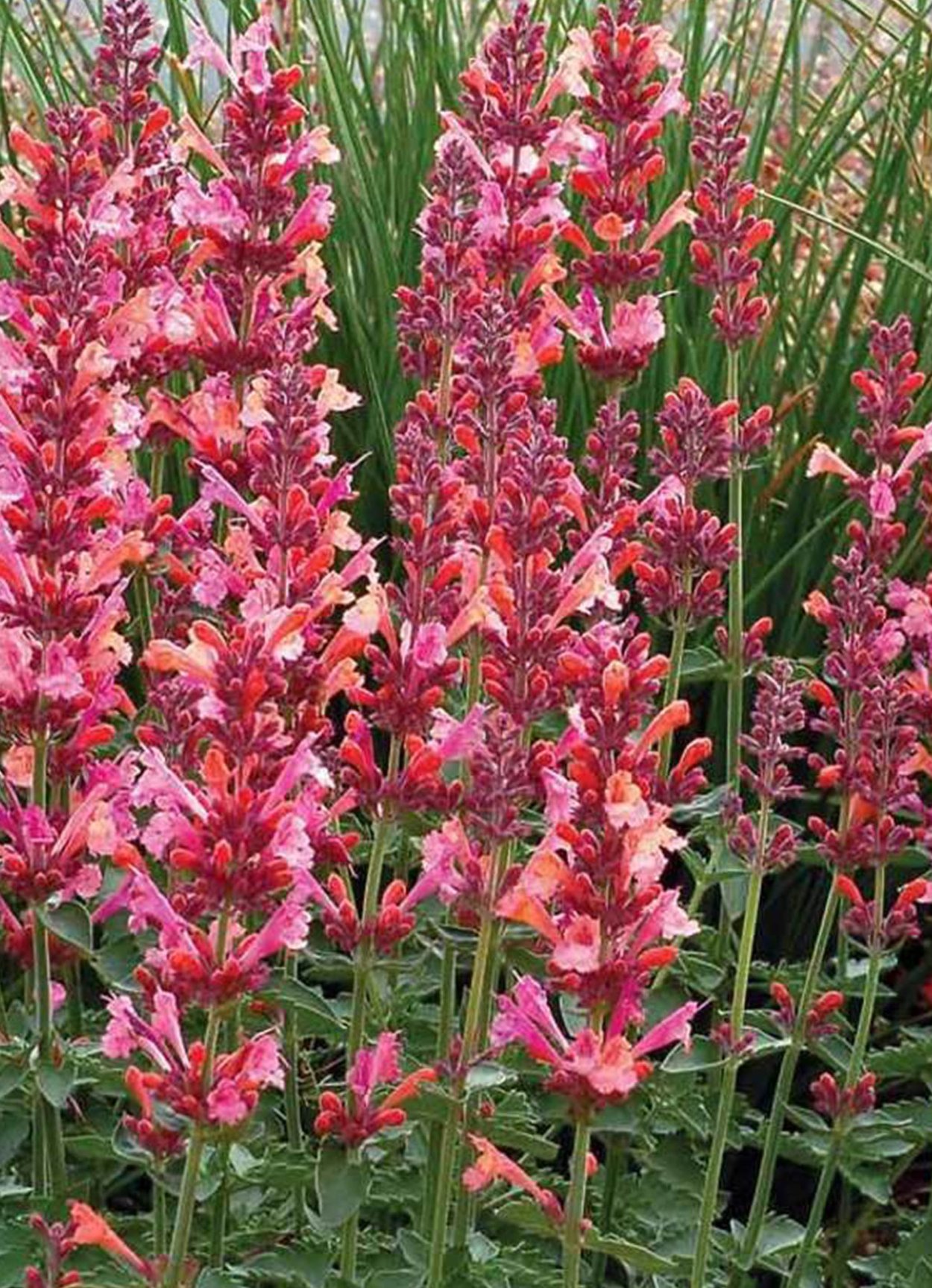 Агастахе kudos Ambrosia