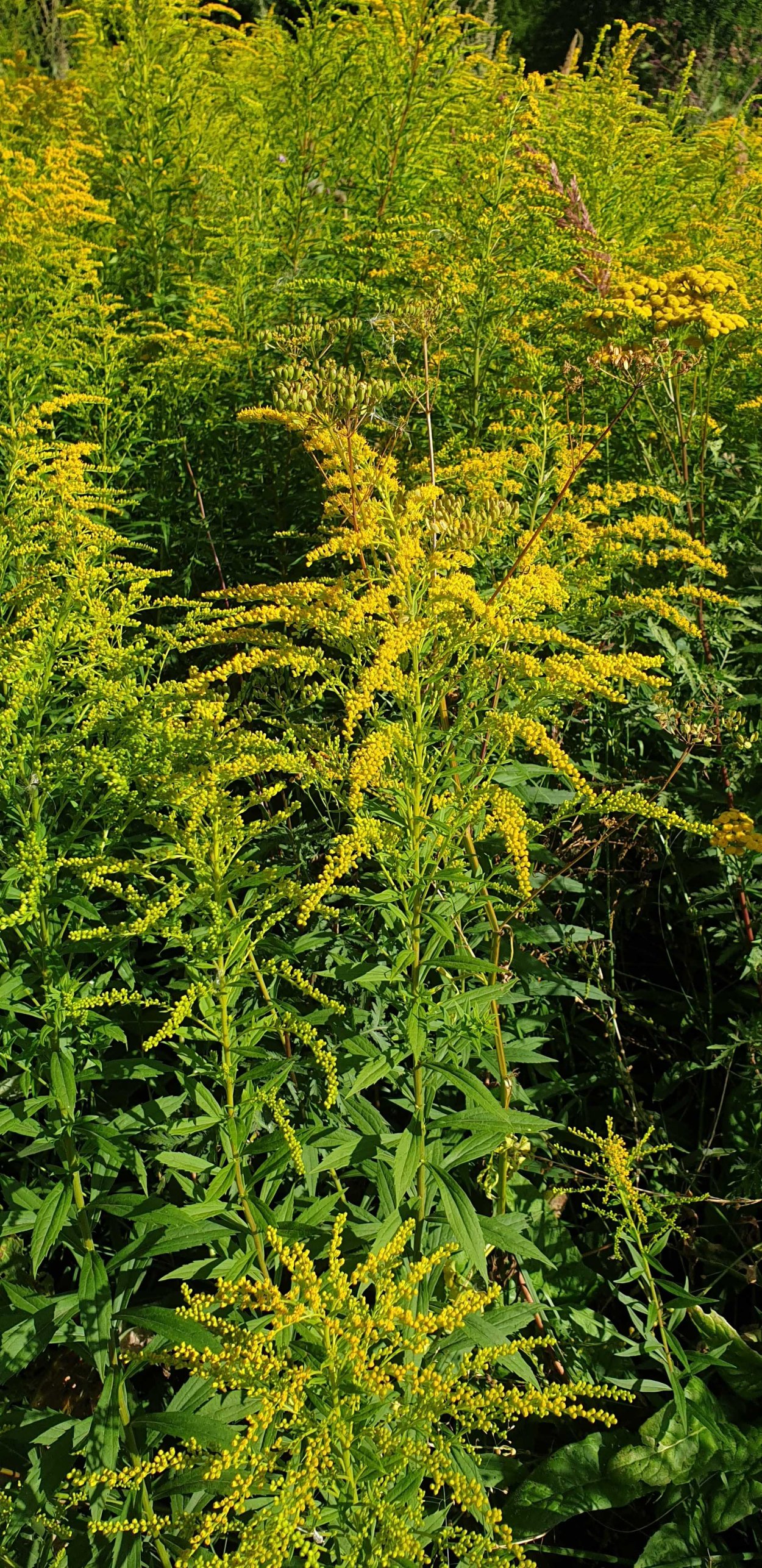 Трава амброзия