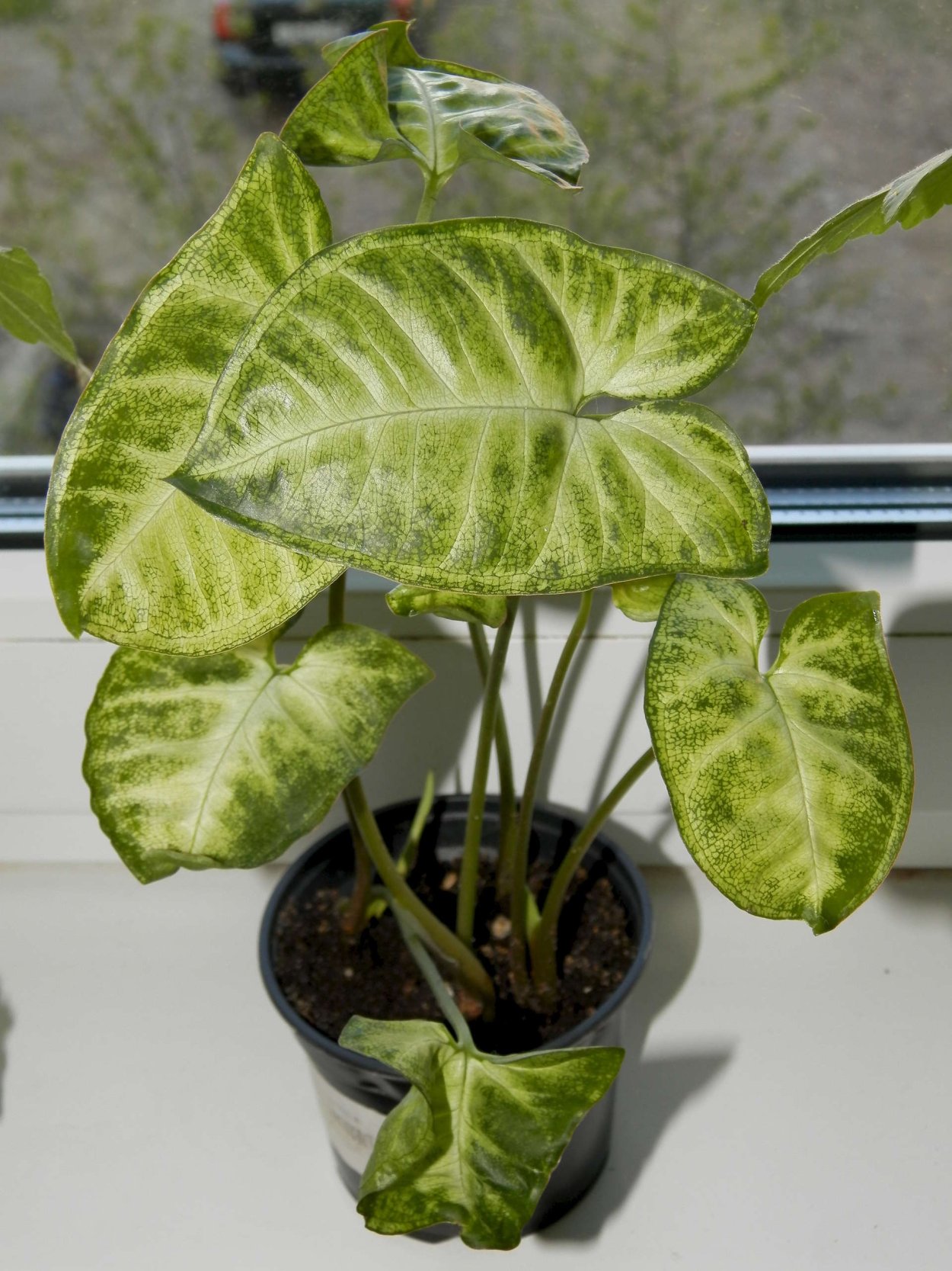 Сингониум Диффенбахия