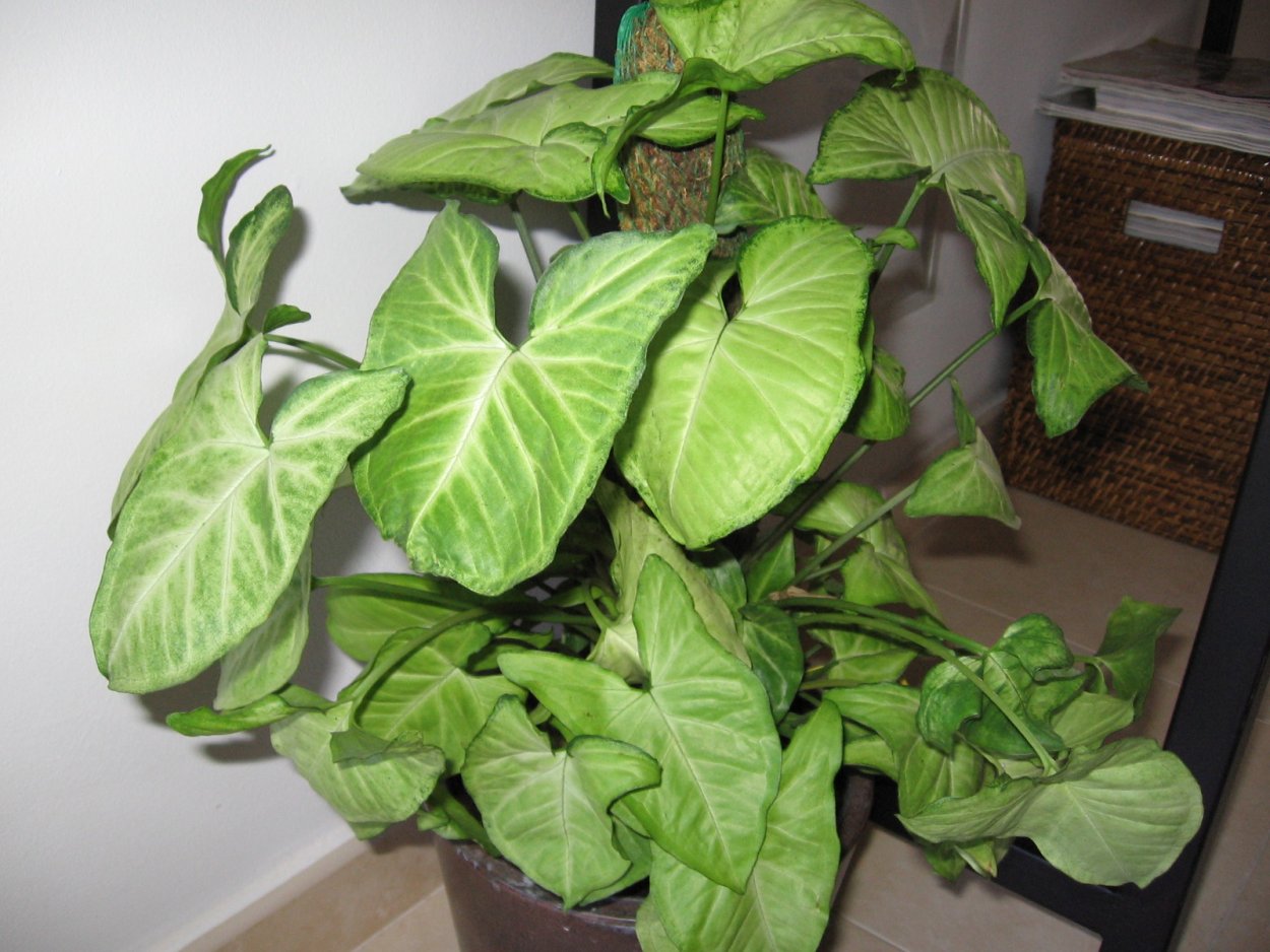 Сингониум ножколистный