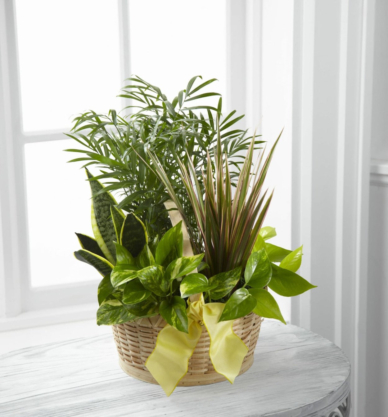 Сансевиерия и замиокулькас в одном горшке