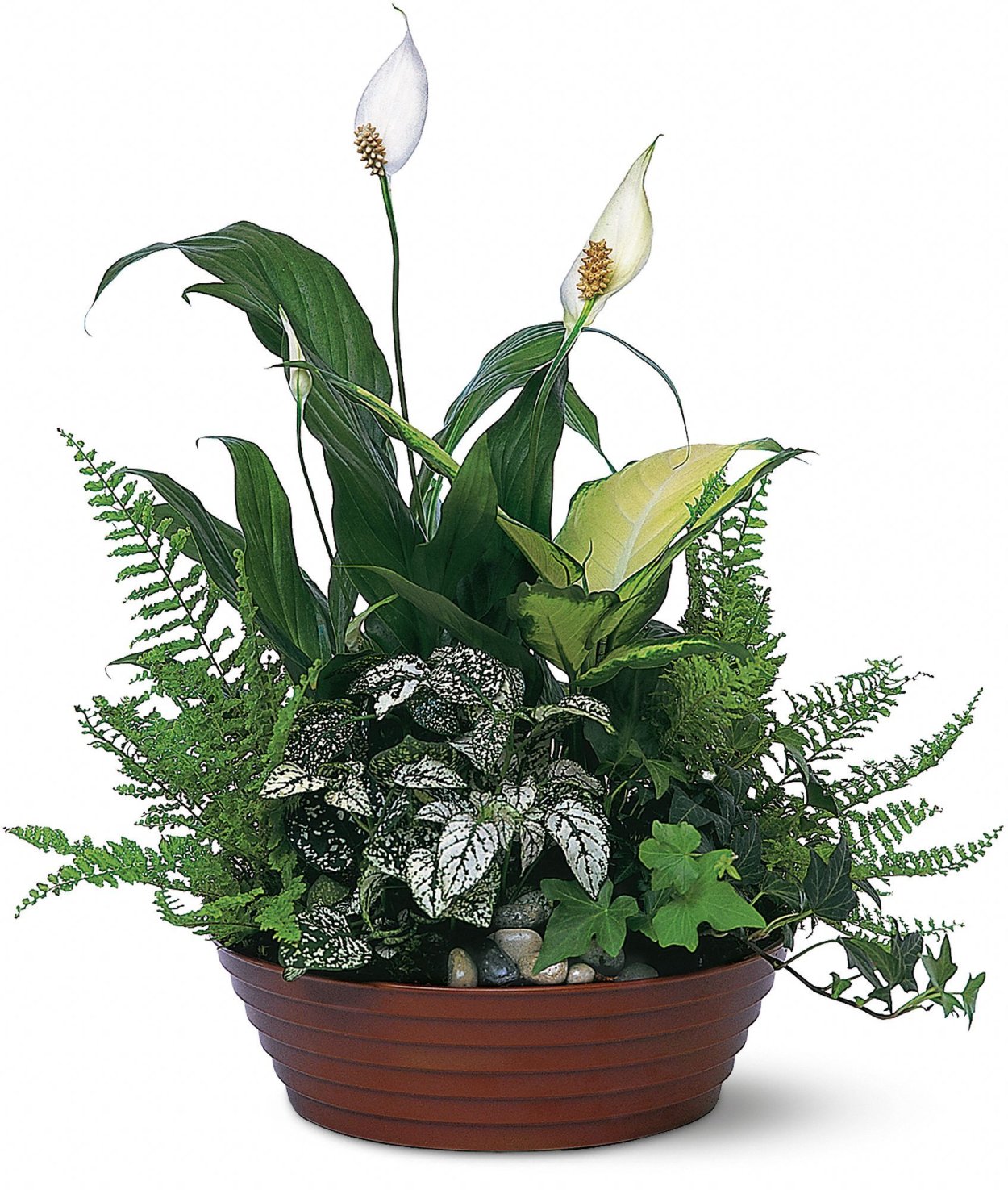 Спатифиллум Нью Ван