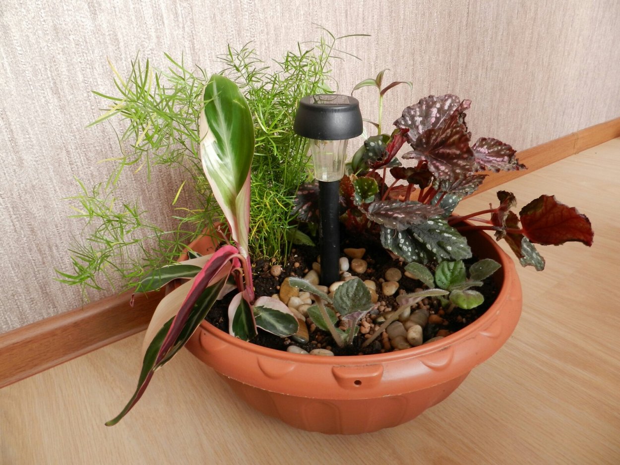 Спатифиллум + фиттония + хамедорея + Хедера