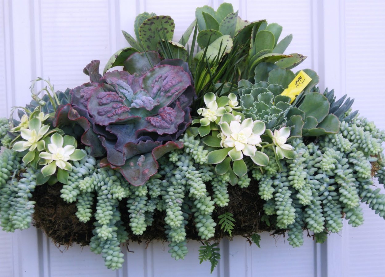 Композиции из комнатных растений