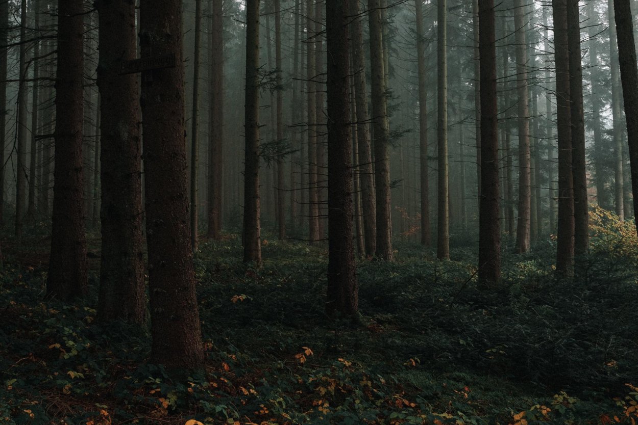 Moody Forest
