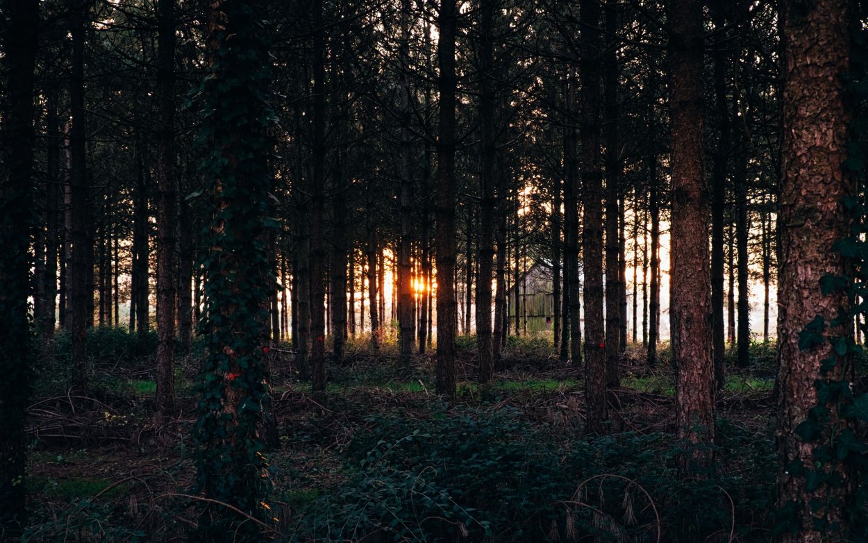 Темный Сосновый лес