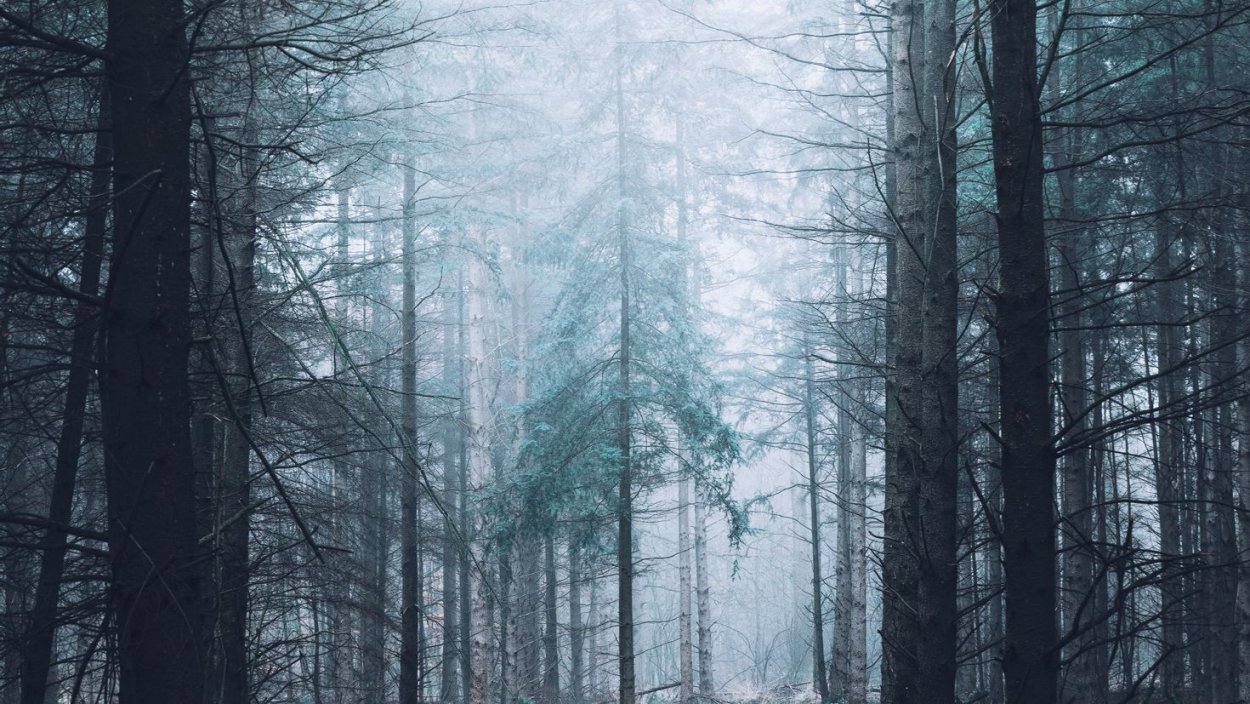 Глухой темный лес
