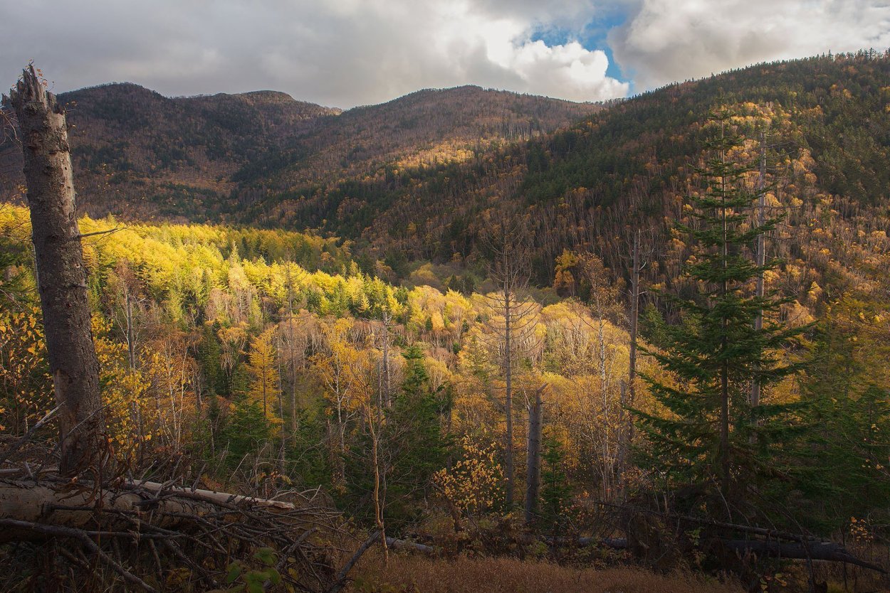 Сахалинская Лиственная Тайга