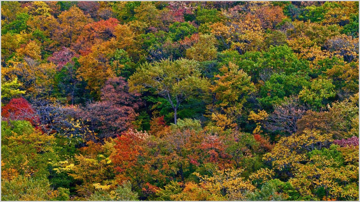 Приморский край Уссурийская Тайга